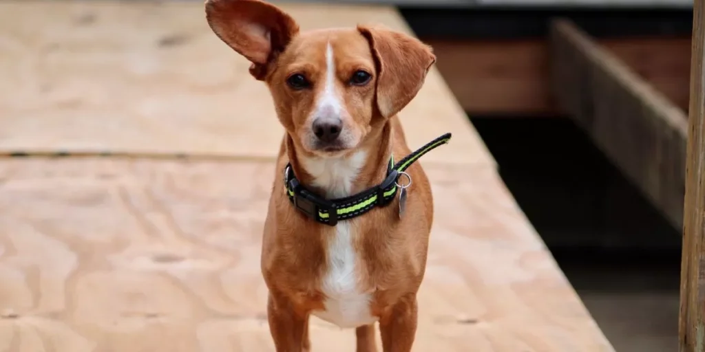 A New Way to Keep Your Pet Safe and Healthy